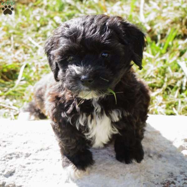 Janie, Yorkie-Chon Puppy
