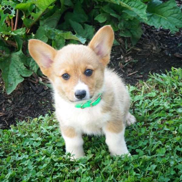 JJ, Pembroke Welsh Corgi Puppy