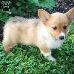 JJ, Pembroke Welsh Corgi Puppy