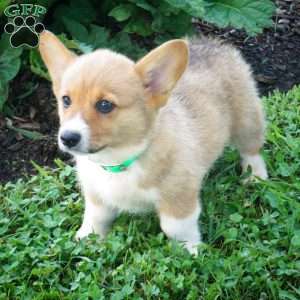 JJ, Pembroke Welsh Corgi Puppy