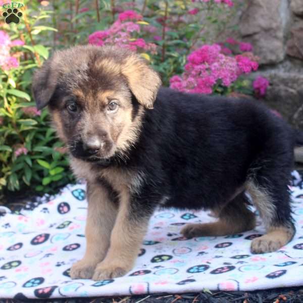 Jace, German Shepherd Puppy