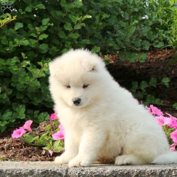 Jace, Samoyed Puppy