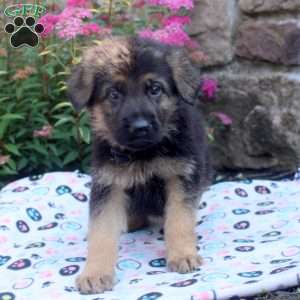 Jace, German Shepherd Puppy