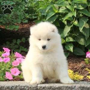 Jace, Samoyed Puppy