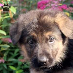 Jace, German Shepherd Puppy