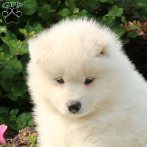 Jace, Samoyed Puppy