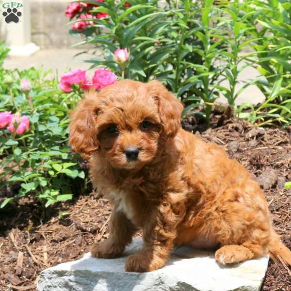 Jack, Cavapoo Puppy