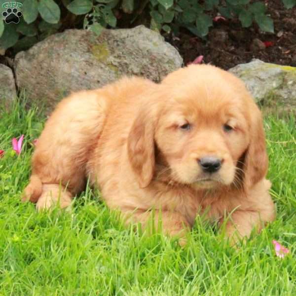 Jack, Golden Retriever Puppy