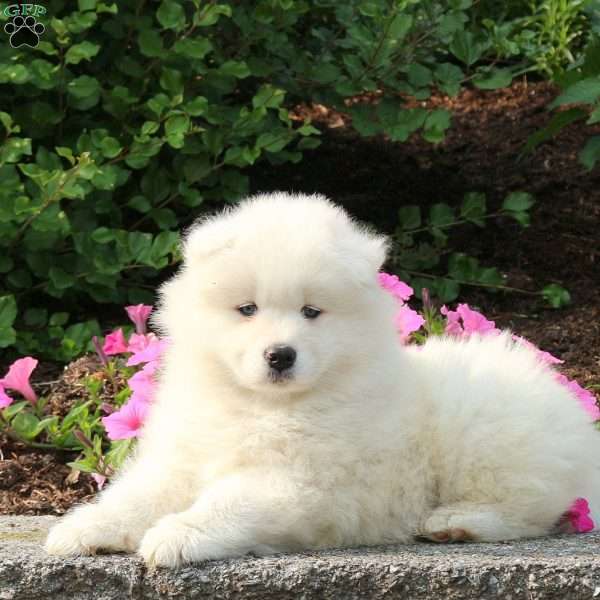 Jack, Samoyed Puppy