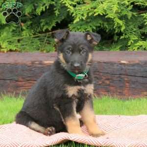 Jack, German Shepherd Puppy