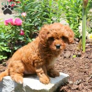 Jack, Cavapoo Puppy