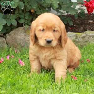 Jack, Golden Retriever Puppy