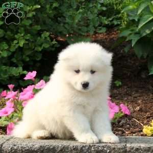 Jack, Samoyed Puppy