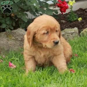 Jack, Golden Retriever Puppy