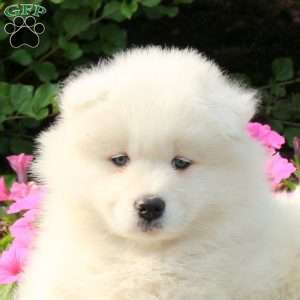 Jack, Samoyed Puppy
