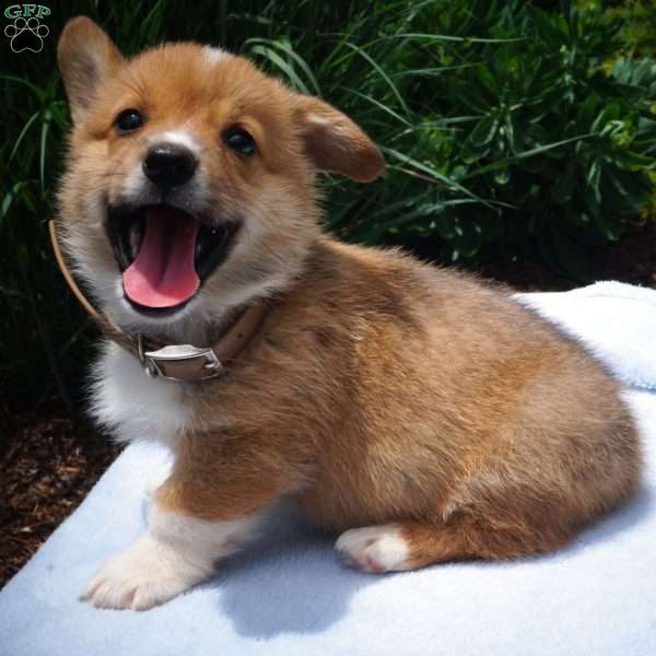 Jack, Pembroke Welsh Corgi Puppy