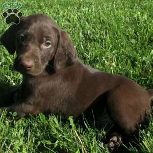 Jackson, German Shorthaired Pointer Puppy