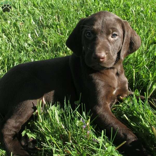 Jackson, German Shorthaired Pointer Puppy
