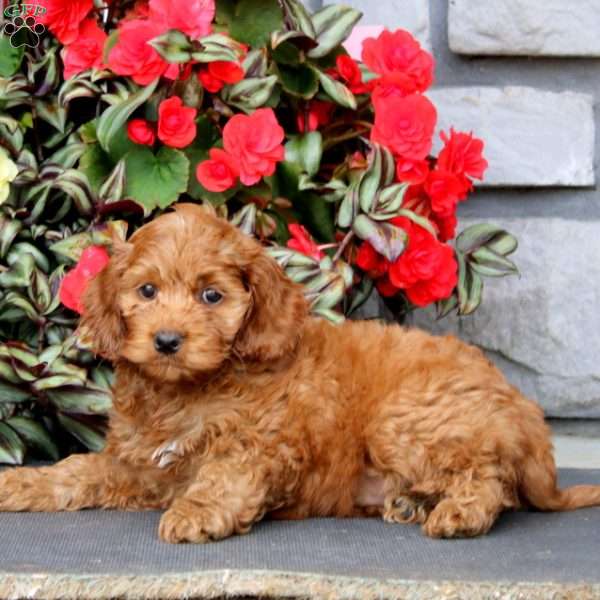 Jaden, Cockapoo Puppy