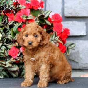 Jaden, Cockapoo Puppy