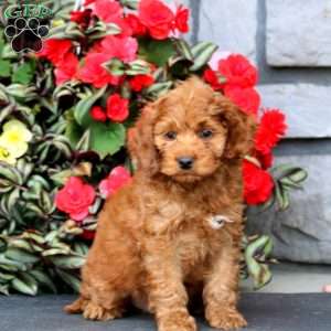 Jaden, Cockapoo Puppy