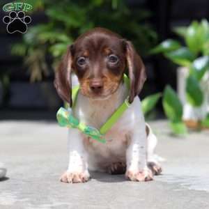 Jake, Dachshund Puppy