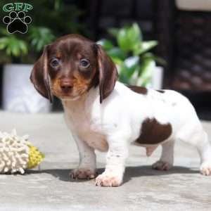 Jake, Dachshund Puppy
