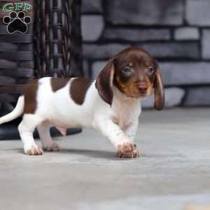 Jake, Dachshund Puppy