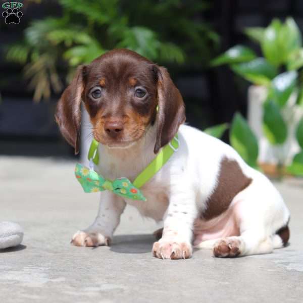 Jake, Dachshund Puppy