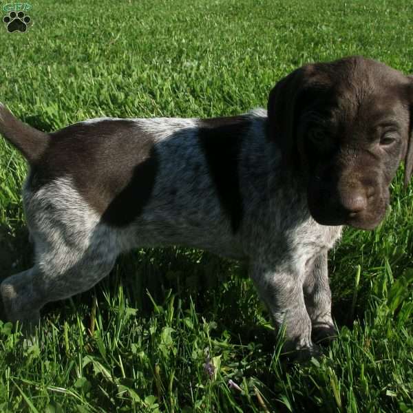 Jake, German Shorthaired Pointer Puppy