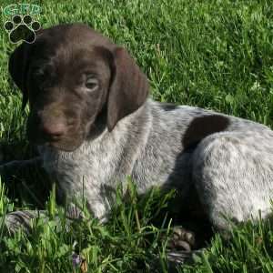 Jake, German Shorthaired Pointer Puppy
