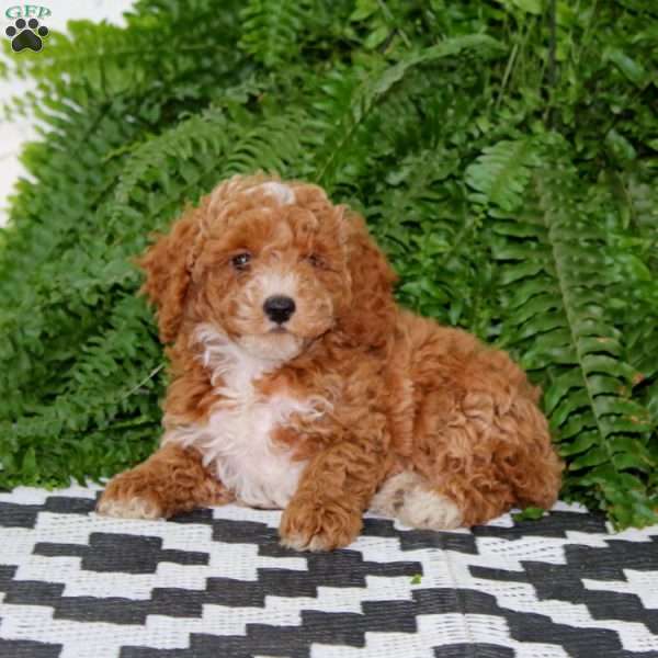 Jalen, Miniature Poodle Puppy