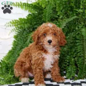 Jalen, Miniature Poodle Puppy