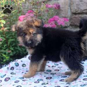 James, German Shepherd Puppy