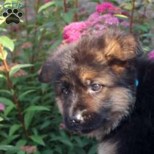 James, German Shepherd Puppy
