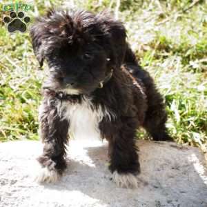 James, Yorkie-Chon Puppy