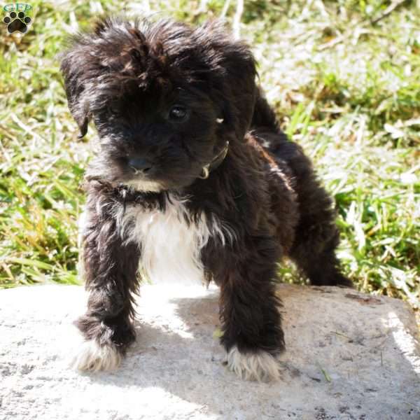 James, Yorkie-Chon Puppy