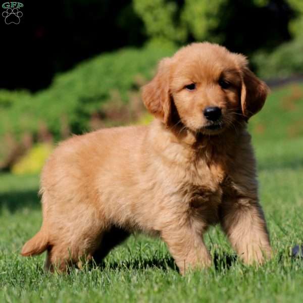 Jamie, Golden Retriever Puppy
