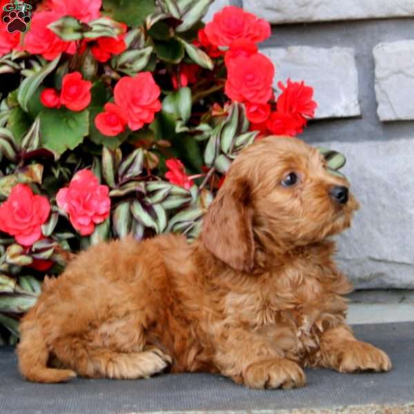 Jamie, Cockapoo Puppy