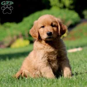 Jamie, Golden Retriever Puppy