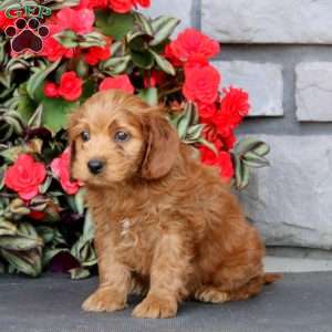 Jamie, Cockapoo Puppy