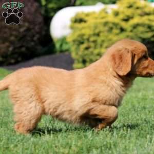 Jamie, Golden Retriever Puppy