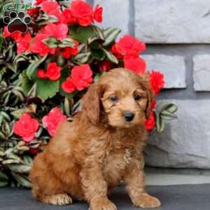 Jamie, Cockapoo Puppy