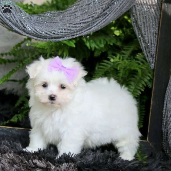 Janae, Maltese Puppy