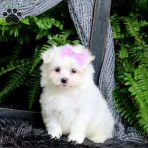 Janae, Maltese Puppy