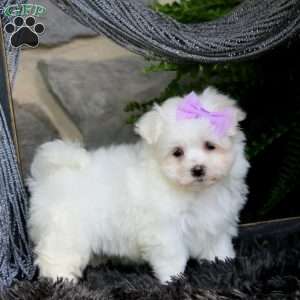 Janae, Maltese Puppy