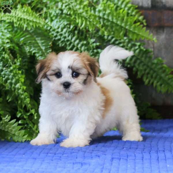 Janelle, Teddy Bear Puppy