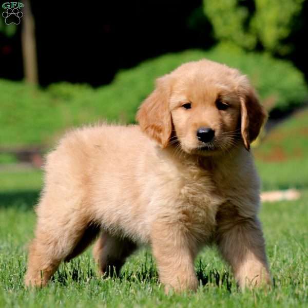 Janelle, Golden Retriever Puppy