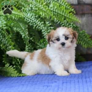 Janelle, Teddy Bear Puppy