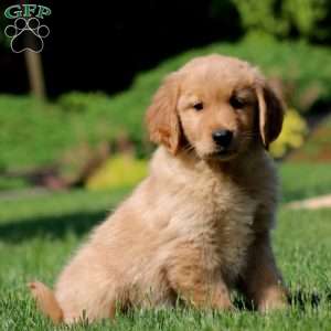 Janelle, Golden Retriever Puppy